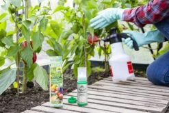 Spruzit NEEM GemüseSchädlingsfrei, 75 Ml - Reg. Nr. 2699-914 -Pflanzensamen Rabatt neudorff spruzit neem gemueseschaedlingsfrei 75 ml reg nr 2699 914 875554 de