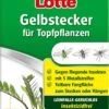 Gelbstecker, 10 Stück -Pflanzensamen Rabatt nexalotte gelbstecker 10 k 1226007 de
