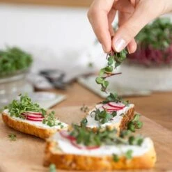 Bio Microgreens 8er Set 11 Bio Microgreens 8er Set -Pflanzensamen Rabatt own grown bio microgreens 8er set 1679542 de