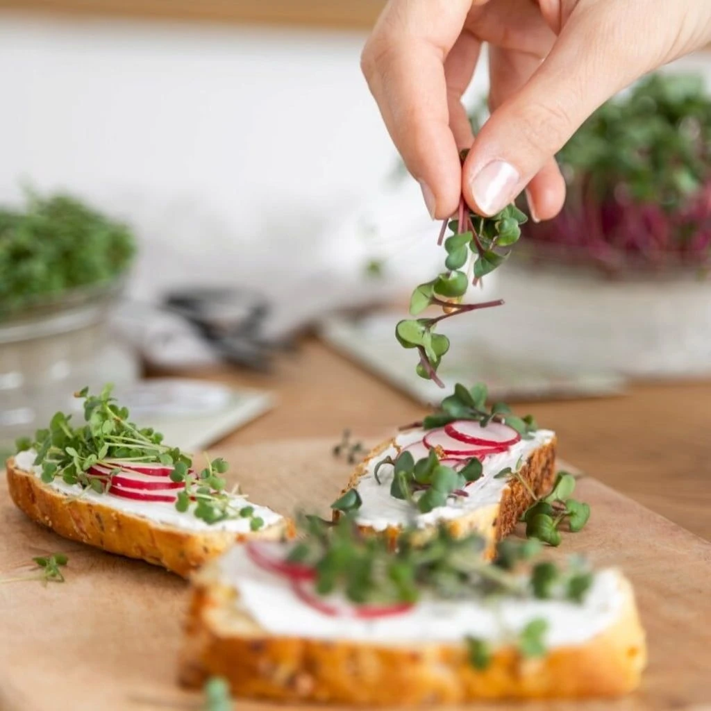 Bio Microgreens 8er Set 6 Bio Microgreens 8er Set – Bild 4