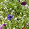 Blumenmischung "Bienenwiese" 2 Blumenmischung "Bienenwiese" -Pflanzensamen Rabatt own grown blumenmischung bienenwiese 1527697 de