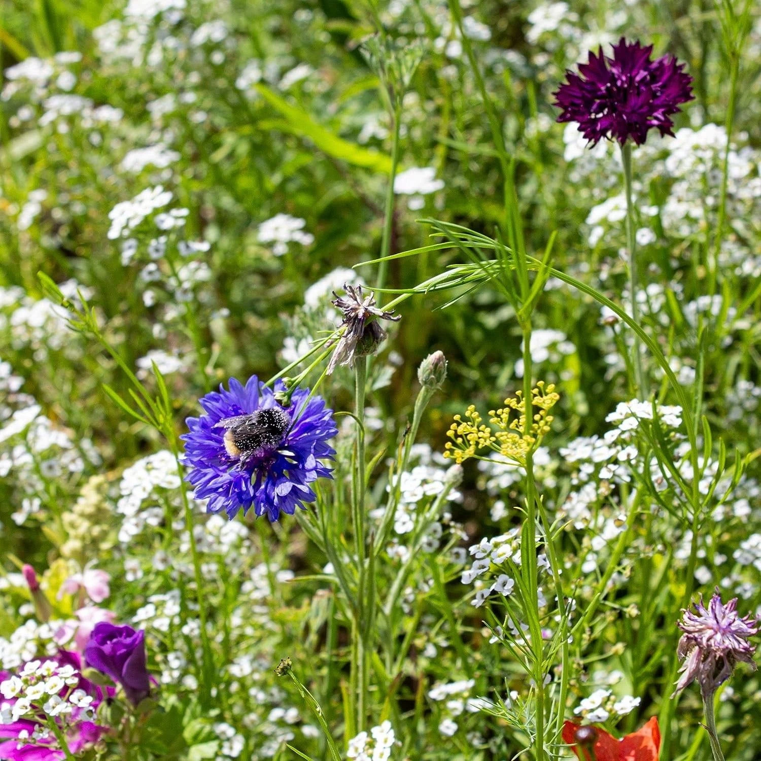 Blumenmischung "Bienenwiese" 3 Blumenmischung "Bienenwiese"