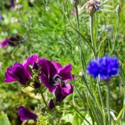 Blumenmischung "Insekteninsel" -Pflanzensamen Rabatt own grown blumenmischung insekteninsel 1527557 de