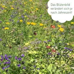 Blumenmischung "Schmetterlingstreff" -Pflanzensamen Rabatt own grown blumenmischung schmetterlingstreff 1527627 de
