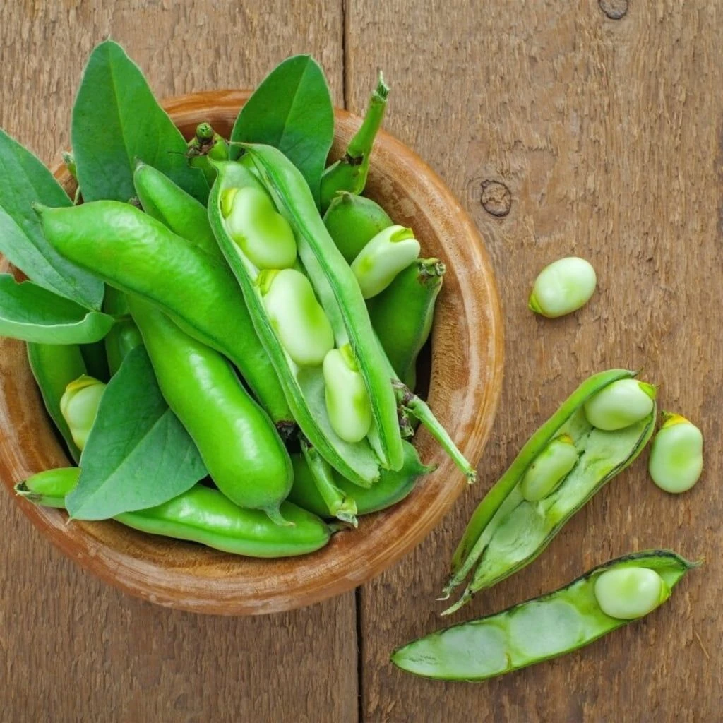 Bohnen-Samen 6er Set 3 Bohnen-Samen 6er Set