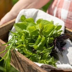 Cocktail Garten-Samen-Set -Pflanzensamen Rabatt own grown cocktail garten samen set 1682446 de