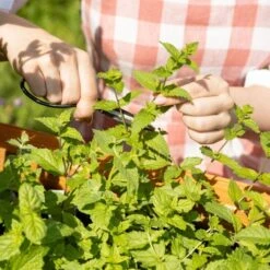 Cocktail Garten-Samen-Set -Pflanzensamen Rabatt own grown cocktail garten samen set 1682447 de