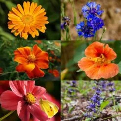 Delikatess-Blüten 6er Saatgut-Set -Pflanzensamen Rabatt own grown delikatess blueten 6er saatgut set 1 set 1679254 de