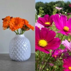 Delikatess-Blüten 6er Saatgut-Set -Pflanzensamen Rabatt own grown delikatess blueten 6er saatgut set 1 set 1679256 de