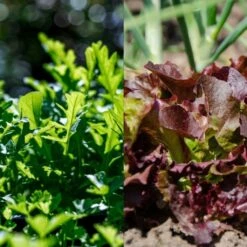 Garten-Helden 10er Set -Pflanzensamen Rabatt own grown garten helden 10er set 1679581 de