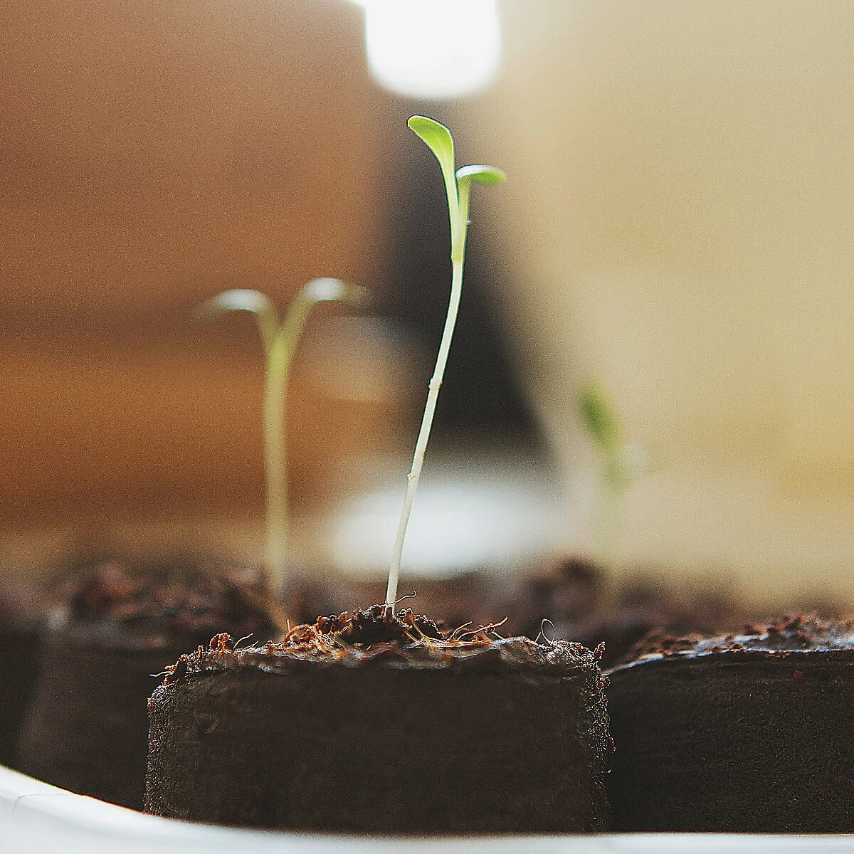 Kokos Quelltabletten, 36 Stück 8 Kokos Quelltabletten, 36 Stück – Bild 6
