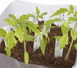 Kokoserde Quellblock 3 L 11 Kokoserde Quellblock 3 L -Pflanzensamen Rabatt own grown kokoserde quellblock 3 l 1 stk 1300138 de