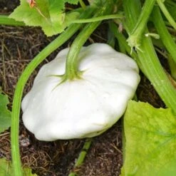 Kürbis-Samen 8er Set -Pflanzensamen Rabatt own grown kuerbis samen 8er set 1679563 de