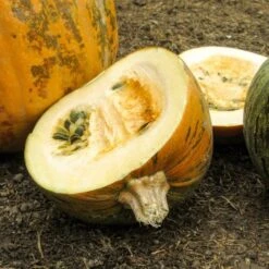 Kürbis-Samen 8er Set -Pflanzensamen Rabatt own grown kuerbis samen 8er set 1679564 de