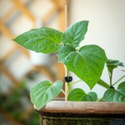 Pflanzstäbe Bambus -Pflanzensamen Rabatt own grown pflanzstaebe bambus 1 set 1679300 de