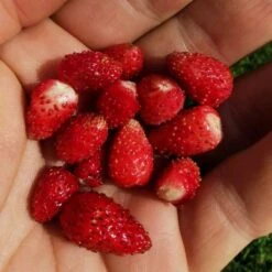 Saatgut "Balkonerdbeere" -Pflanzensamen Rabatt own grown saatgut balkonerdbeere 1682779 de