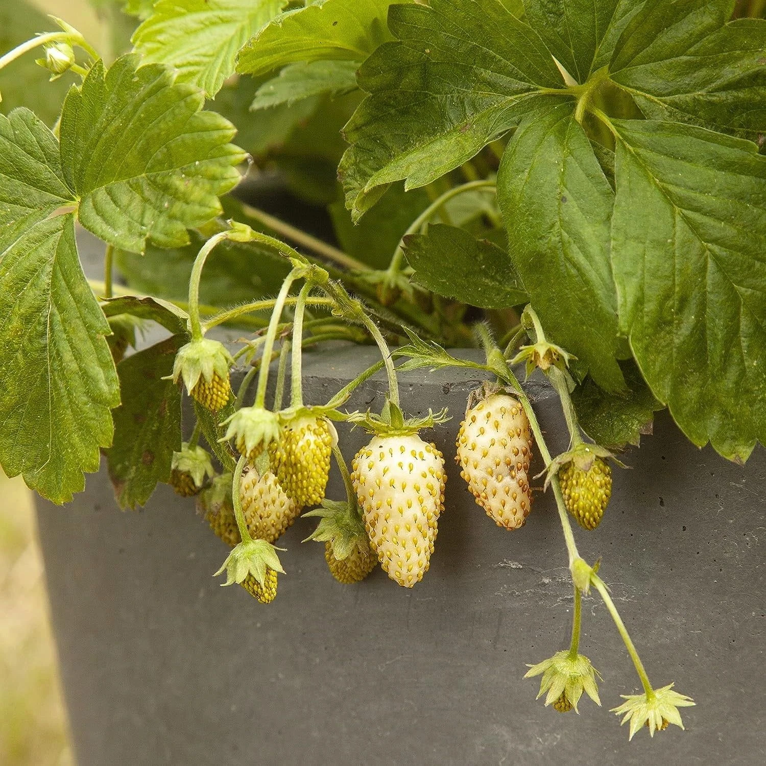 Saatgut "Weiße Erdbeere" 4 Saatgut "Weiße Erdbeere" – Bild 2