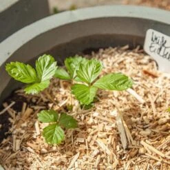 Saatgut "Weiße Erdbeere" 11 Saatgut "Weiße Erdbeere" -Pflanzensamen Rabatt own grown saatgut weisse erdbeere 1525953 de