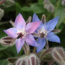 Wildkräuter-Samen 12er Set 10 Wildkräuter-Samen 12er Set -Pflanzensamen Rabatt own grown wildkraeuter samen 12er set 1679549 de