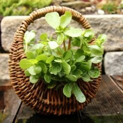 Wildkräuter-Samen 12er Set 12 Wildkräuter-Samen 12er Set -Pflanzensamen Rabatt own grown wildkraeuter samen 12er set 1679550 de