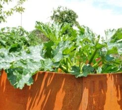 Hochbeet Edelrost "Optimus", 200 X 100 Cm -Pflanzensamen Rabatt prima terra hochbeet edelrost optimus 1668056 de