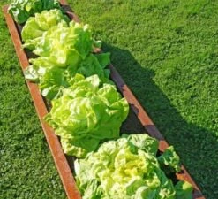 Hochbeet Edelrost "Planus", 158 X 38 Cm -Pflanzensamen Rabatt prima terra hochbeet edelrost planus 158 x 38 cm 1668078 de