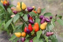 Chili "Aurora" -Pflanzensamen Rabatt reinsaat chili aurora 1 paket 1677101 de