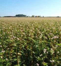 Gründüngung Buchweizen BIO 6 Gründüngung Buchweizen BIO -Pflanzensamen Rabatt reinsaat gruenduengung buchweizen bio 1 paket 1671219 de