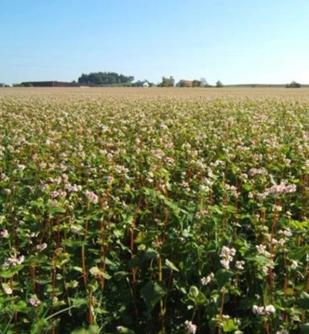 Gründüngung Buchweizen BIO 4 Gründüngung Buchweizen BIO – Bild 2