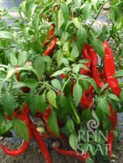 Pfefferoni "Sigaretta Mild"