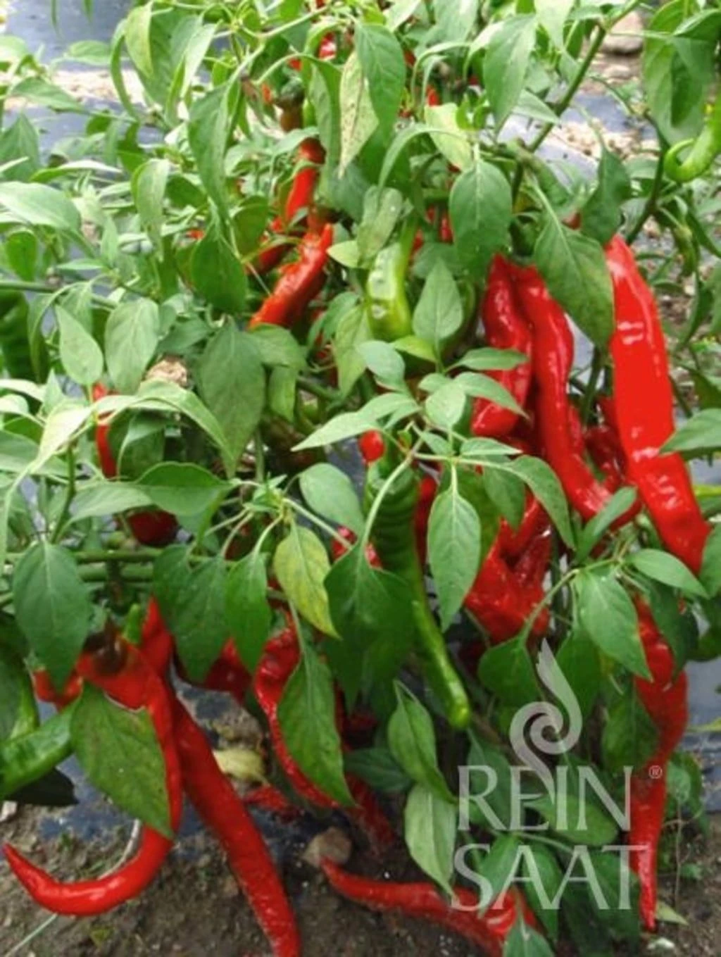 Pfefferoni "Sigaretta Mild" 3 Pfefferoni "Sigaretta Mild"