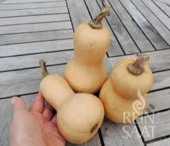 Speisekürbis "Mini Butternut" -Pflanzensamen Rabatt reinsaat speisekuerbis mini butternut 1 paket 1651141 de