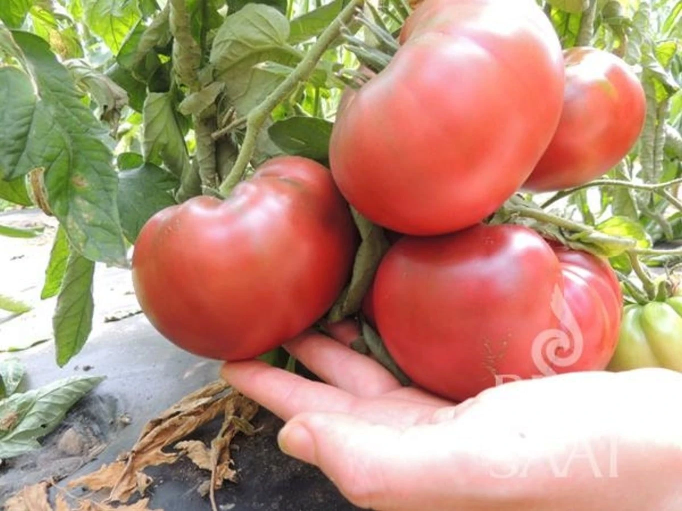 Tomate ''Tschernij Prinz'' 4 Tomate ''Tschernij Prinz'' – Bild 2