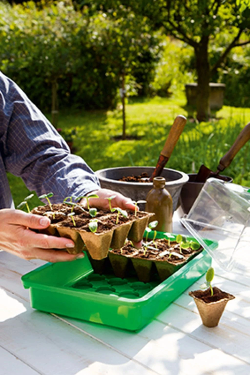 36 Anzuchttöpfe 5 Cm - 6 Strips à 6 Töpfe 5 36 Anzuchttöpfe 5 Cm - 6 Strips à 6 Töpfe – Bild 3