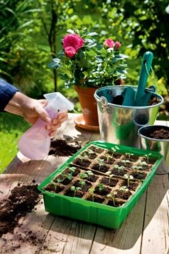 Anzuchthaus M PLUS POTS Inkl. 24 Anzuchttöpfe Im Strip 9 Anzuchthaus M PLUS POTS Inkl. 24 Anzuchttöpfe Im Strip -Pflanzensamen Rabatt romberg anzuchthaus m plus pots inkl 24 anzuchttoepfe im strip 1 st 1668666 de