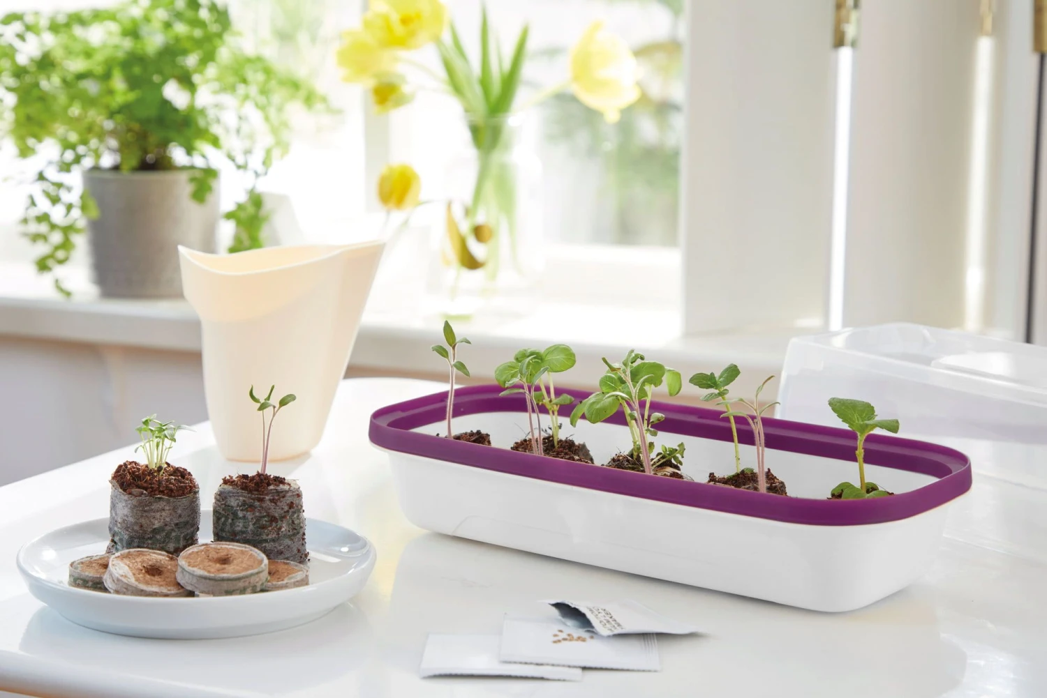 Anzuchtschale S BOQUBE Weiß-Pflaume 3 Anzuchtschale S BOQUBE Weiß-Pflaume