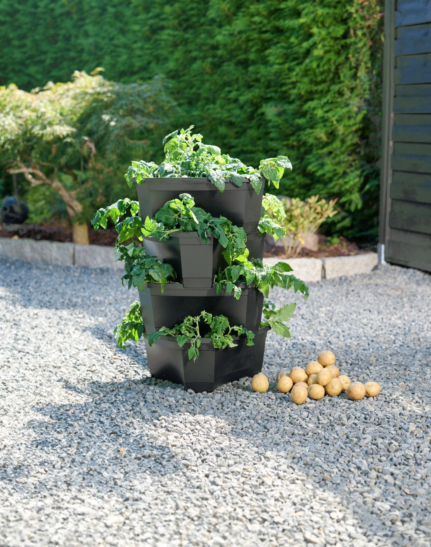 Anzuchttopf "Kartoffel- Und Pflanzturm" 4 Anzuchttopf "Kartoffel- Und Pflanzturm" – Bild 2