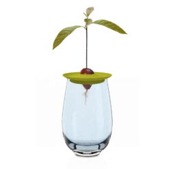 Avocado Kit Für Die Anzucht -Pflanzensamen Rabatt romberg avocado kit fuer die anzucht 1 stk 1045786 de