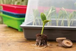 Classic Gewächshaus M 10 Classic Gewächshaus M -Pflanzensamen Rabatt romberg classic gewaechshaus m 1 st 906745 de