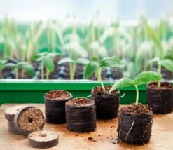 6 Kokos-Quelltabletten, Ø 70 Mm, 6 Stück 17 6 Kokos-Quelltabletten, Ø 70 Mm, 6 Stück -Pflanzensamen Rabatt romberg classic kokos quelltabletten oe 70 mm 6 st 906641 de