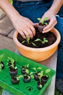 6 Kokos-Quelltabletten, Ø 70 Mm, 6 Stück 19 6 Kokos-Quelltabletten, Ø 70 Mm, 6 Stück -Pflanzensamen Rabatt romberg classic kokos quelltabletten oe 70 mm 6 st 906648 de