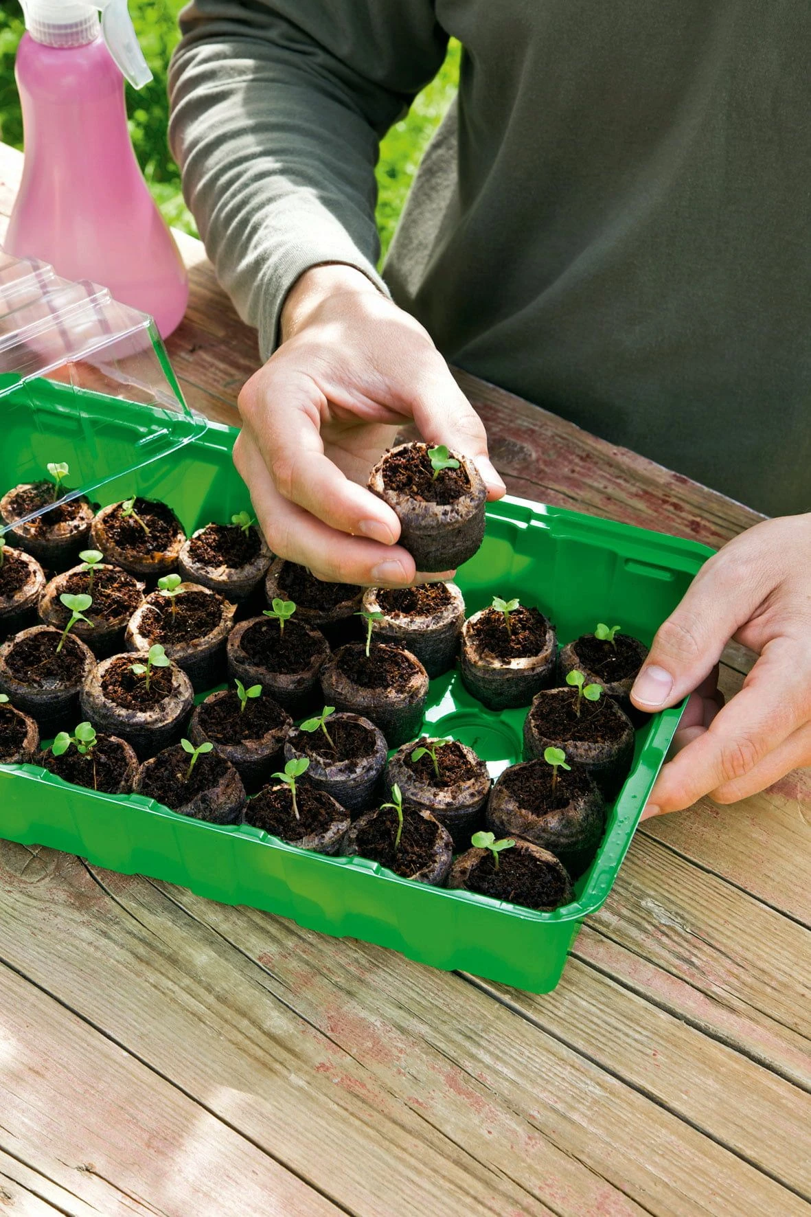 6 Kokos-Quelltabletten, Ø 70 Mm, 6 Stück 6 6 Kokos-Quelltabletten, Ø 70 Mm, 6 Stück – Bild 4