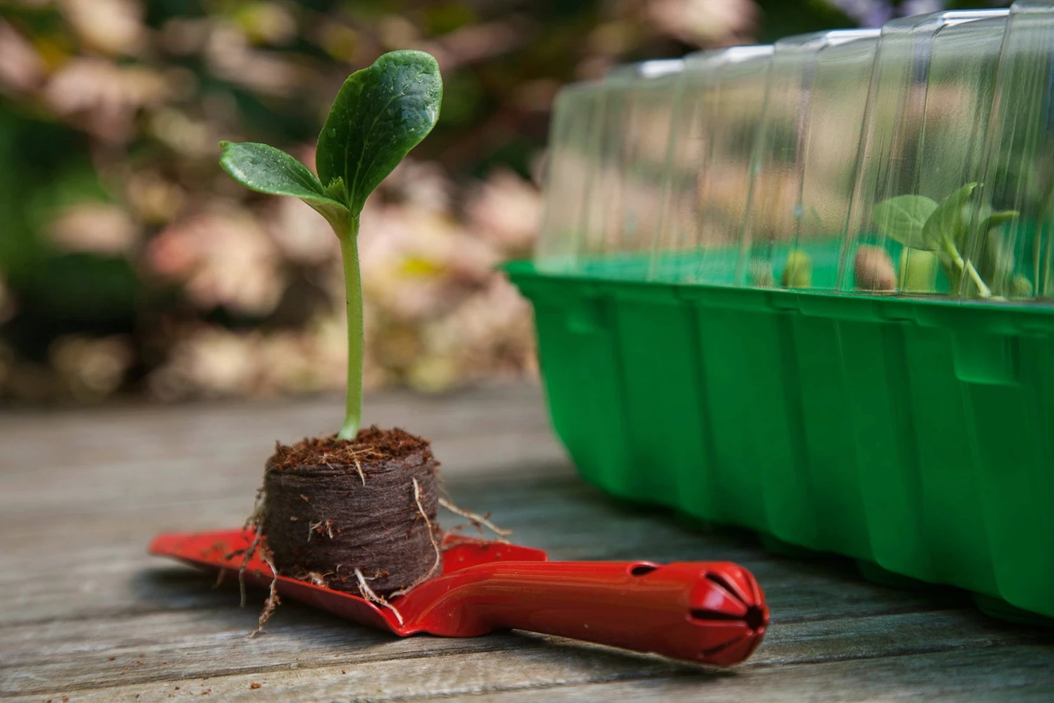 6 Kokos-Quelltabletten, Ø 70 Mm, 6 Stück 4 6 Kokos-Quelltabletten, Ø 70 Mm, 6 Stück – Bild 2