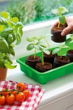 6 Kokos-Quelltabletten, Ø 70 Mm, 6 Stück 15 6 Kokos-Quelltabletten, Ø 70 Mm, 6 Stück -Pflanzensamen Rabatt romberg classic kokos quelltabletten oe 70 mm 6 st 909376 de