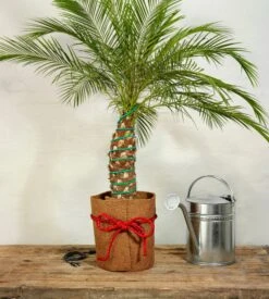 Classic Pflanzenheizung, 10 M (8 M Heizbar) 40 Watt -Pflanzensamen Rabatt romberg classic pflanzenheizung 10 m 8 m riscaldabili 40 watt 908296 de