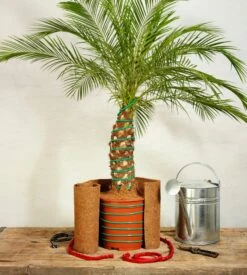 Classic Pflanzenheizung, 10 M (8 M Heizbar) 40 Watt -Pflanzensamen Rabatt romberg classic pflanzenheizung 10 m 8 m riscaldabili 40 watt 908333 de