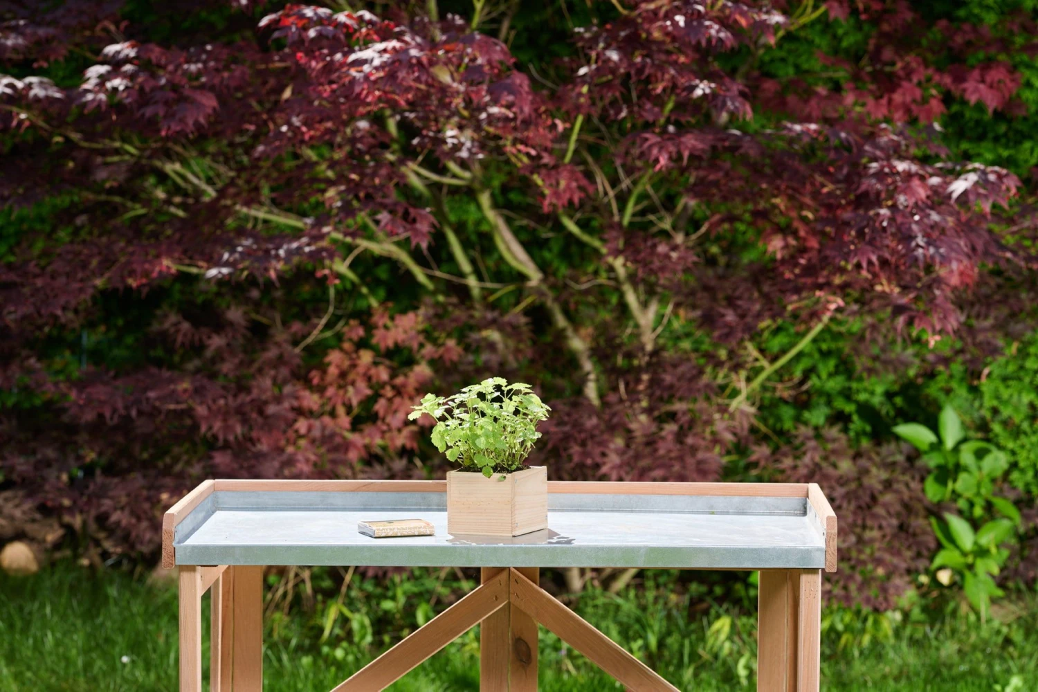 Holz-Anzuchtkasten Inkl. Erde, 11 X 11 X 9 Cm 4 Holz-Anzuchtkasten Inkl. Erde, 11 X 11 X 9 Cm – Bild 2