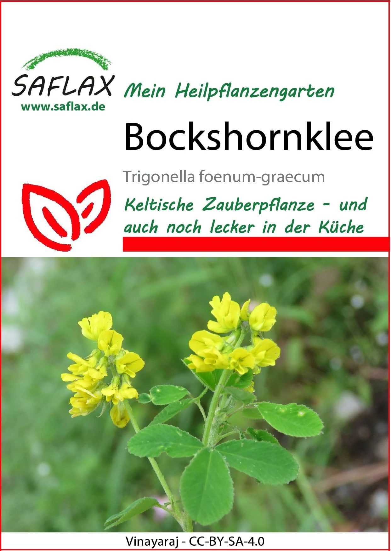 Bockshornklee 3 Bockshornklee