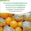 Bio Andenbeere "Physalis Schönbrunner Gold" -Pflanzensamen Rabatt sativa bio andenbeere physalis schoenbrunner gold 1 paket 1672137 de