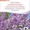 Bio Zweijährige Blume "Nachtviole" -Pflanzensamen Rabatt sativa bio zweijaehrige blume nachtviole 1 paket 1675106 de